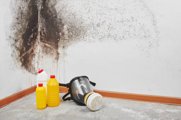 Best Kitchen Mold Remediation in Virden, IL