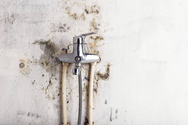 Best Insurance-Related Mold Remediation in Virden, IL