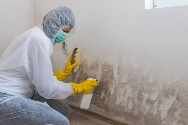 Best HVAC Mold Remediation in Virden, IL