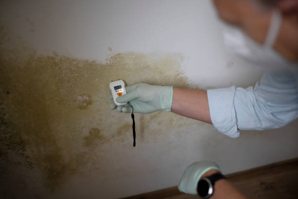 Best Bathroom Mold Remediation in Virden, IL