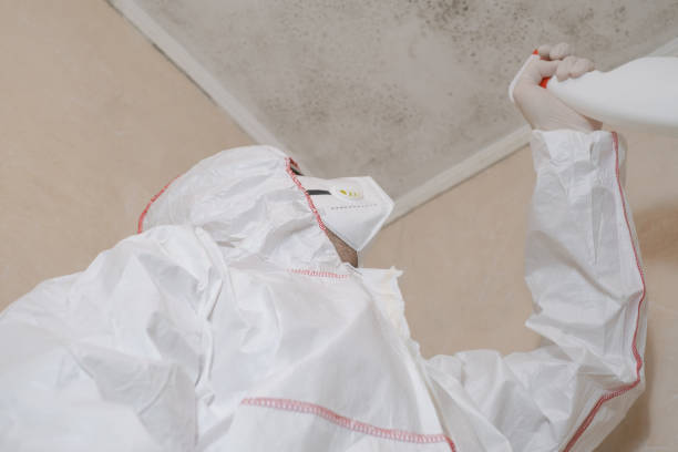 Best Localized Mold Remediation (e.g., coastal areas, humid climates) in Virden, IL